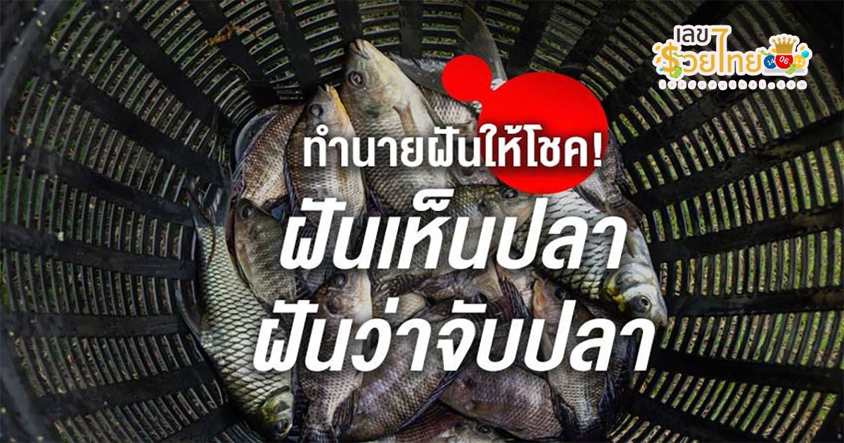 ฝันว่าจับปลานิลตัวใหญ่ ฝันว่าจับปลา ฝันเห็นปลาเยอะมาก 2566 หมายถึงอะไร เลขโชคลาภ เลขอะไร