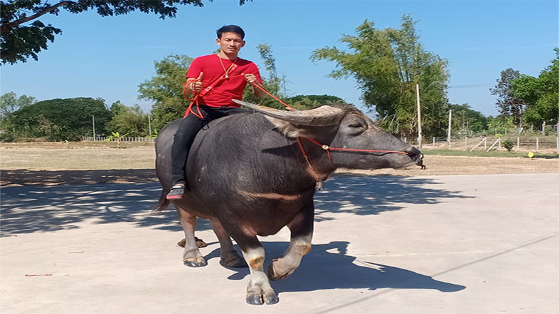 ฝันว่าขี่ควายแล้วตกลงมา-"Dreamed of riding a buffalo and falling."