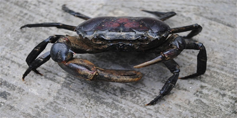 ฝันว่าเห็นปูนา-"Dreamed of seeing a crab"