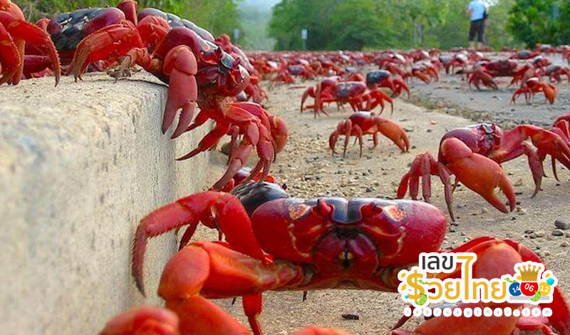 ฝันเห็นปูปลาเยอะมาก - "Dreamed of seeing a lot of crabs and fish"