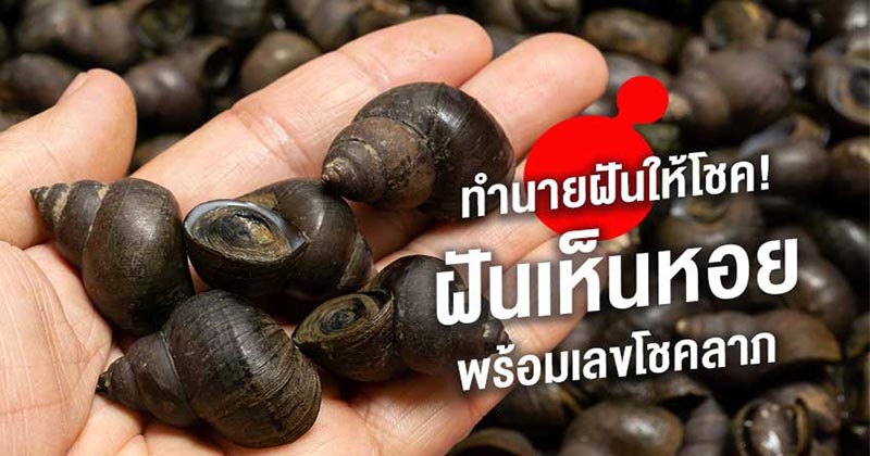 ฝันเห็นหอยตัวใหญ่ - "dream-of-seeing-a-large-clam"