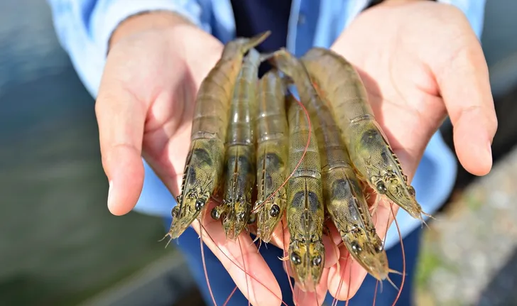 ฝันว่าจับกุ้งด้วย มือ -"Dreamed of seeing a lot of shrimp."
