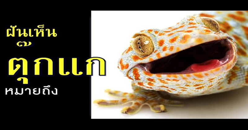 ฝันว่าตุ๊กแกกระโดดเกาะหัว-"Dreaming of a gecko jumping and clinging to your head."