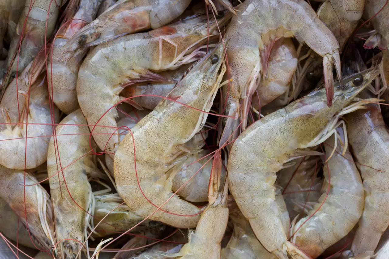 ฝันเห็นกุ้งเต็มไปหมด - "Dreaming of catching shrimp with your hands"