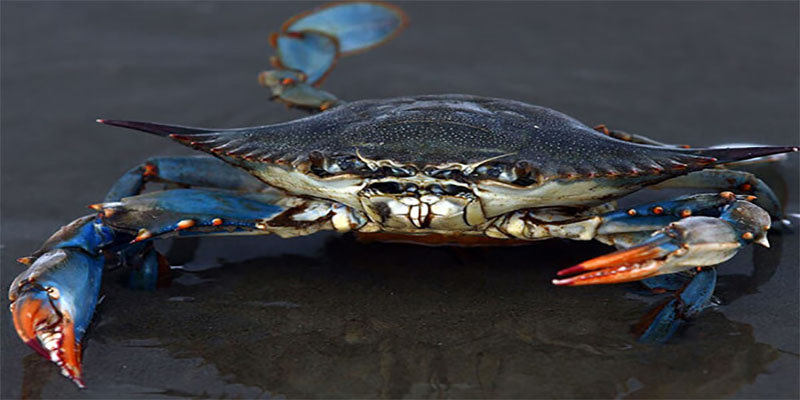 ฝันว่าเห็นปูดำ-"Dreaming of seeing a black crab"