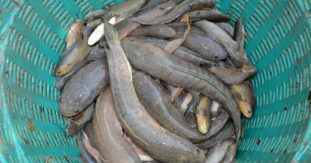 ฝันเห็นปลาเยอะมาก หรือ จับปลาได้เยอะมาก-''Dreaming of seeing a lot of fish or catching a lot of fish.''