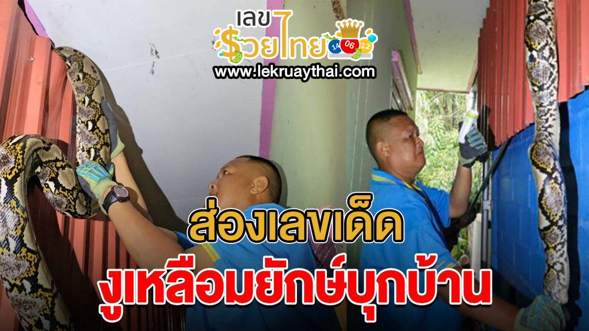 คิดว่าโจรเข้าบ้าน ที่ไหนได้ งูเหลือมยักษ์บุกบ้าน เจ้าของบ้านเรียกกู้ภัยสยบงูเหลือมยักษ์ เชื่อมาให้โชคงวดนี้
