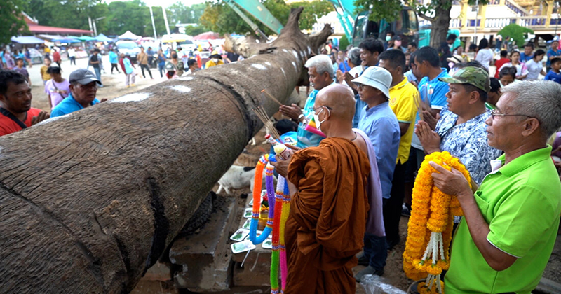 ส่องเลขต้นตะเคียนยักษ์ 200 ปี - "Look at the numbers of the giant 200-year-old Takhian tree"