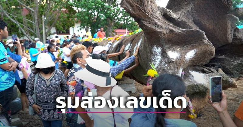 ส่องเลขต้นตะเคียนยักษ์ 200 ปี - "Look at the numbers of the giant 200-year-old Takhian tree."