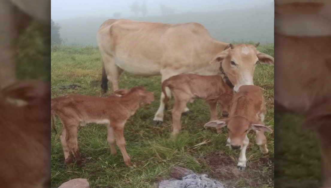 เลขเด็ดแม่วัวคลอดลูกแฝด3-''Lucky number for a cow giving birth to 3 twins.''