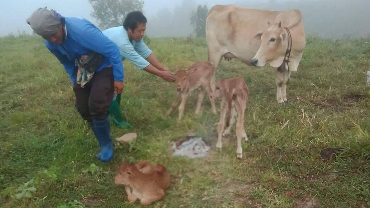 แม่วัวคลอดลูกแฝด3-''Mother cow gives birth to 3 twins''
