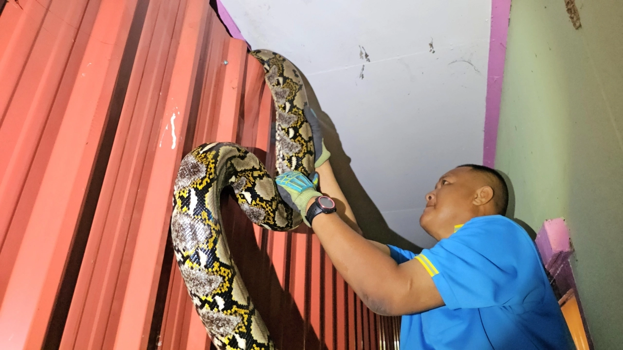 งูหลาม - "python"