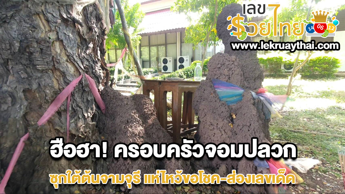 ฮือฮา! ครอบครัวจอมปลวกพ่อแม่ลูก 9 รัง ซุกใต้ต้นจามจุรี แห่ไหว้ขอโชค-ส่องเลขเด็ด