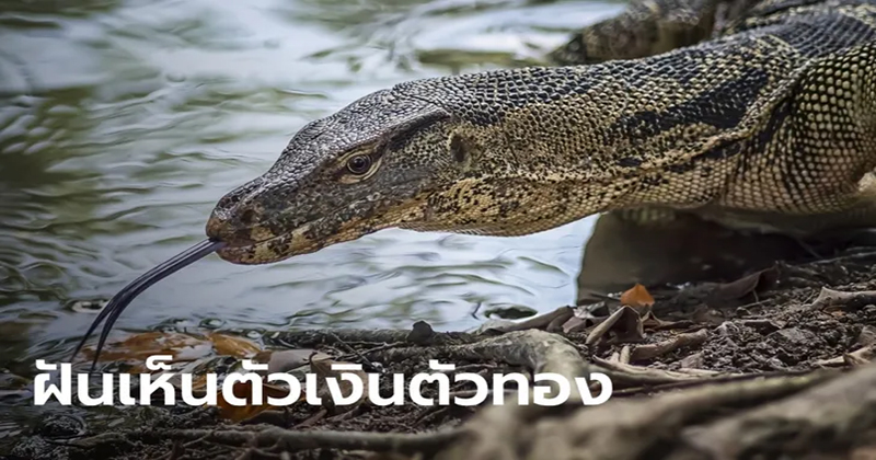 ฝันเห็นตัวเหี้ย-"Dream about seeing a bad guy"