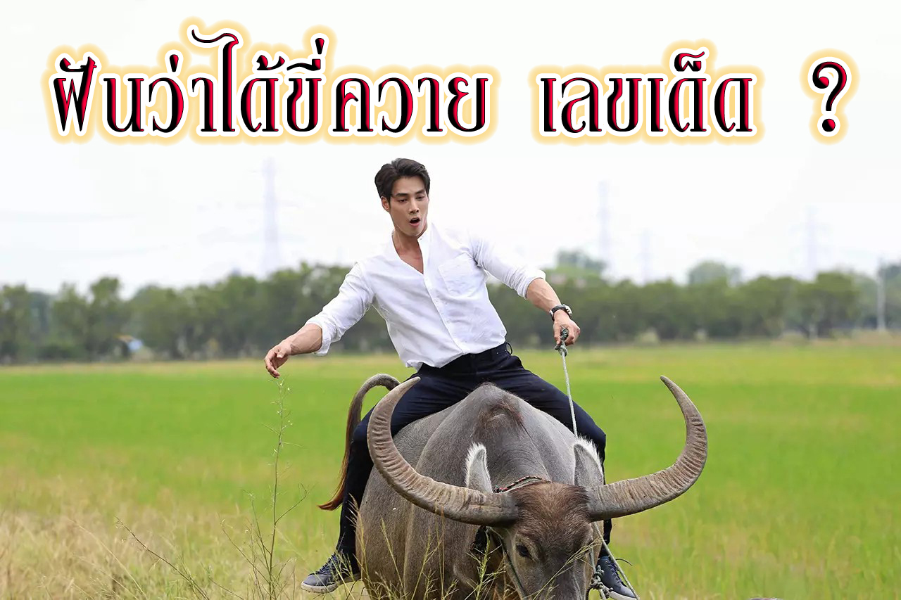 ฝันเห็นควายเลขเด็ด -"Dream of seeing a buffalo, lucky number"