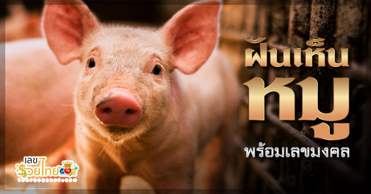 เปิดความหมาย ฝันเห็นหัวหมู 9 หัว หมายถึงอะไร มีเลขเด็ดอย่างไร เราหาคำตอบมาให้จากตำราเลยทีเดียว
