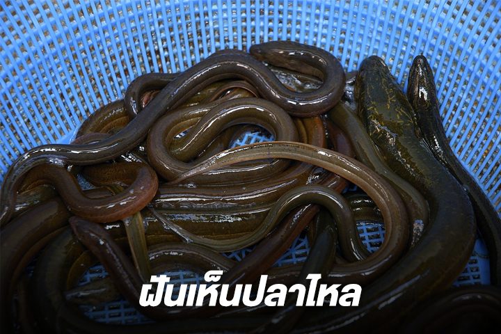 ฝันเห็นปลาไหลเต็มไปหมด - "Dream of seeing eels everywhere"