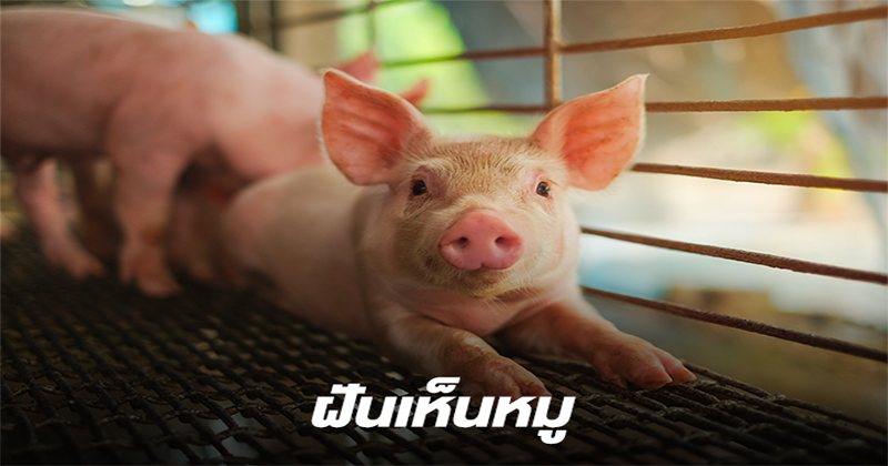 ฝันเห็นหัวหมูดิบ-"Dream of seeing raw pig's head"