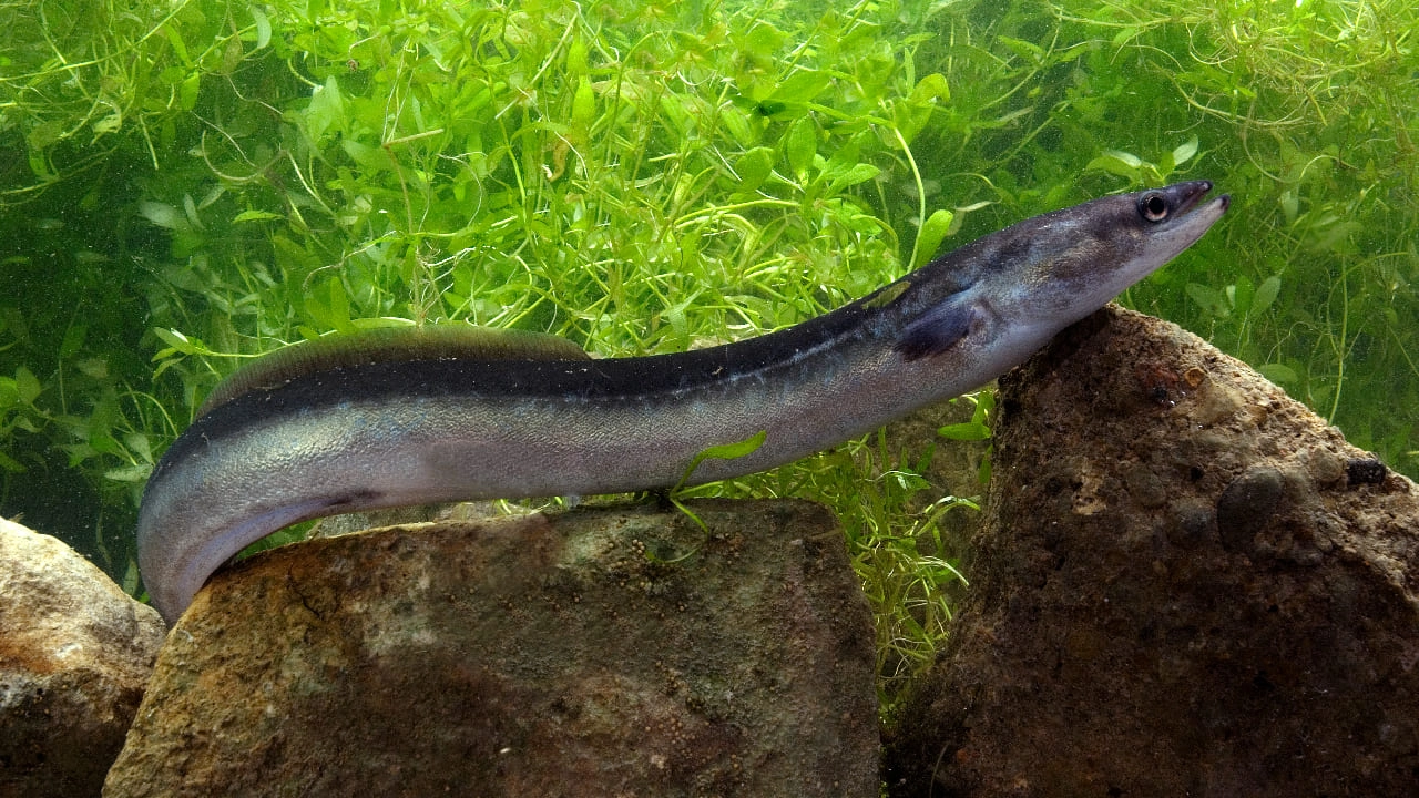 ฝันว่าได้จับปลาไหลได้หลายตัว - "Dreamed of catching many eels."
