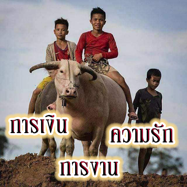 ฝันว่าได้ขี่ควาย -"Dreamed of riding a buffalo"