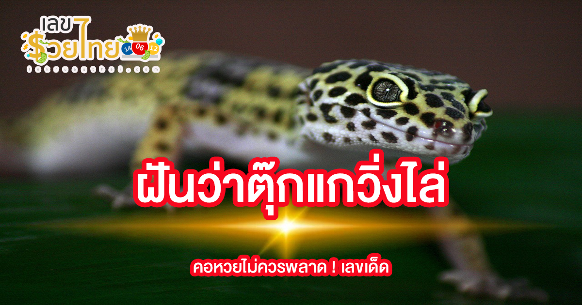ฝันว่าตุ๊กแกวิ่งไล่ หมายความว่าอย่างไร พร้อมเลขเด็ด แม่นๆ ที่เกี่ยวกับความฝัน เช็กเลย!