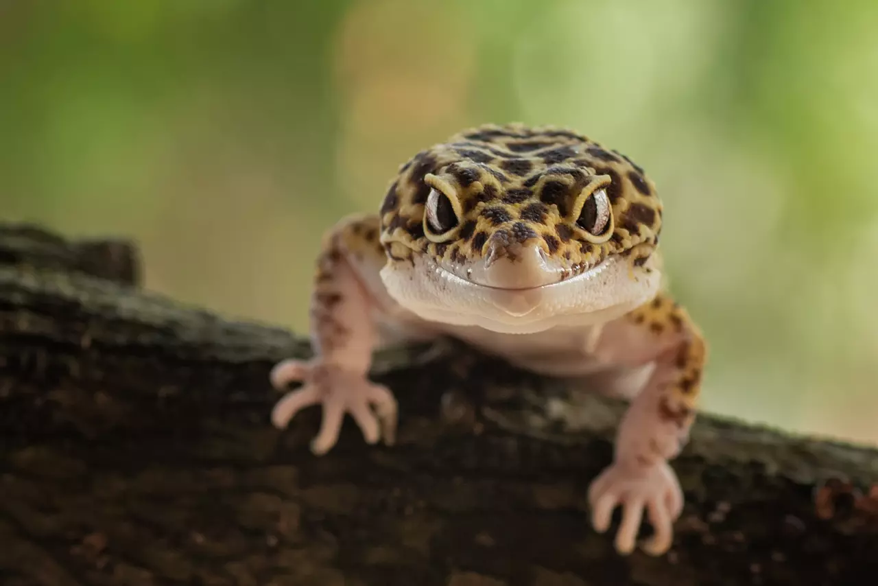 ฝันเห็นตุ๊กแกกระโดดใส่ เลขเด็ด-''Dreaming of seeing a gecko jumping on you is a lucky number''