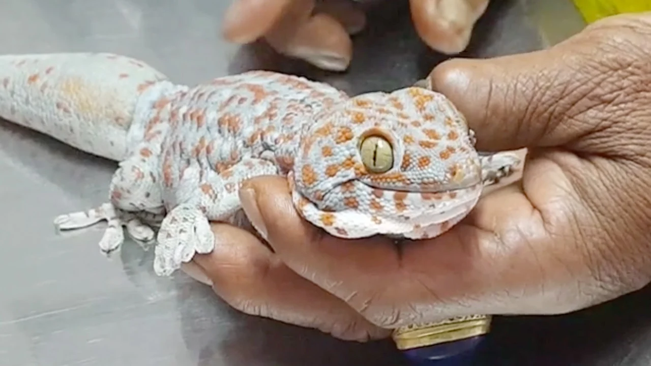 เห็นตุ๊กแก ในบ้าน เลขเด็ด-''Saw a gecko in the house lucky number''