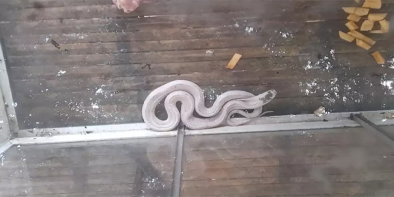 เลขเด็ดงูเห่าเผือกให้โชค-"White Cobra's lucky numbers bring luck."