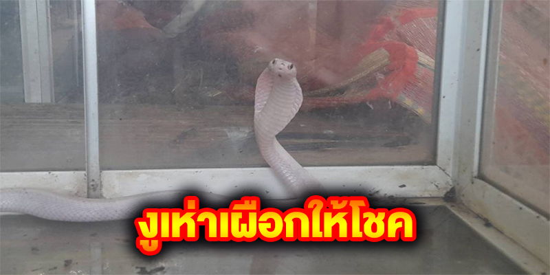 งูเห่าเผือกให้โชค-"albino cobra"