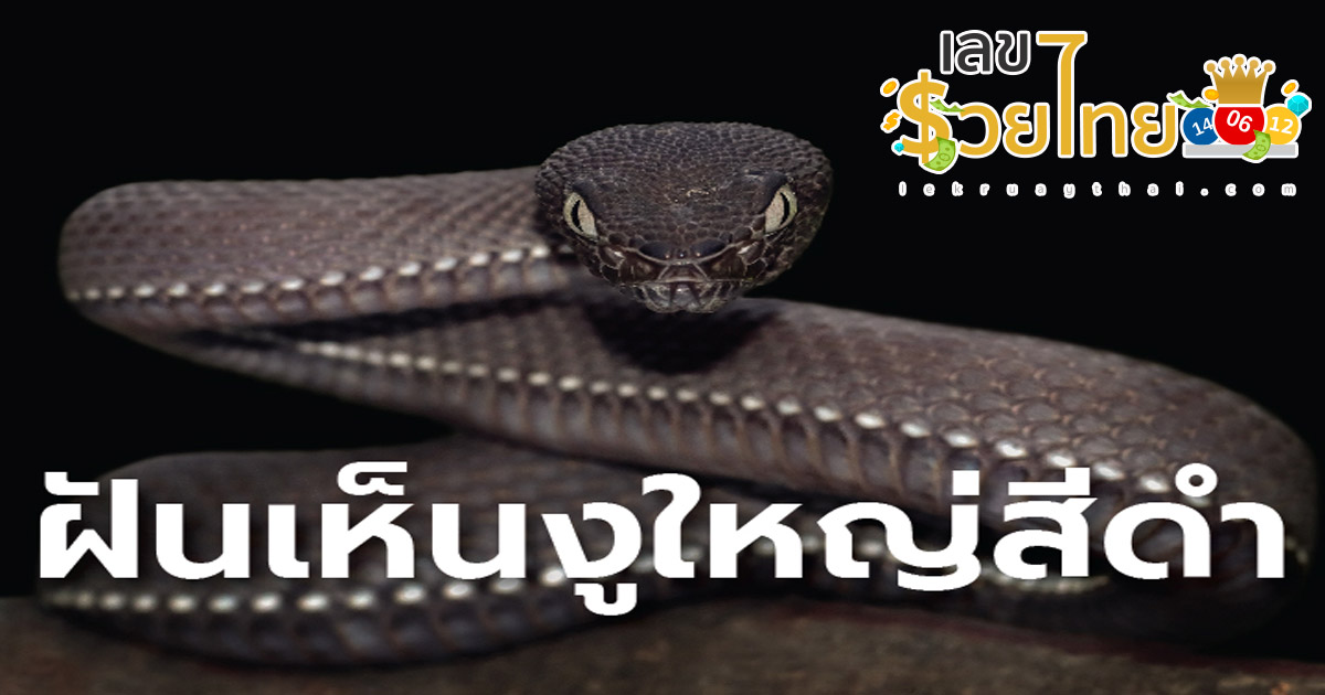 ฝันเห็นงูใหญ่สีดํา เปิดตำราทำนายฝันเห็นงู แบบไหนดี ไม่ดี พร้อมเช็กเลขเสี่ยงโชค