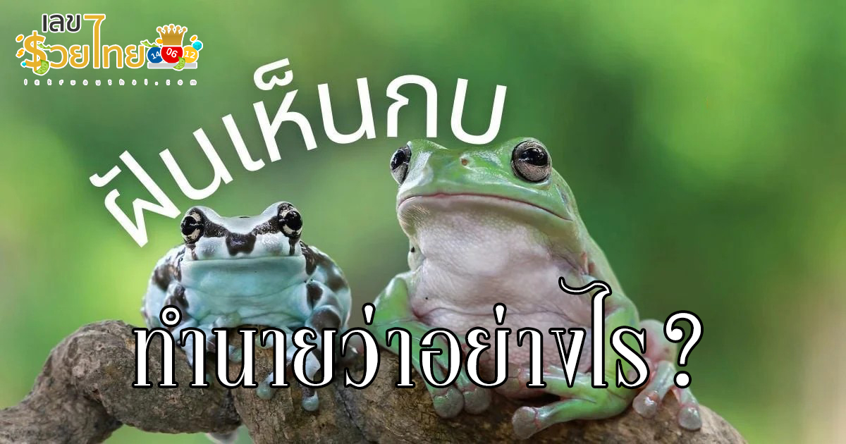 ฝันเห็นกบตัวใหญ่ เปิดตำราทำนายฝัน ตีความหมายฝันนี้ได้อย่างไร เลขเด็ดอะไร เช็กเลย!