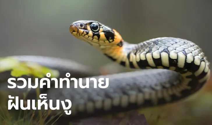 ฝันเห็นงูใหญ่สีดํา-"Dream of seeing a big snake What number is it"