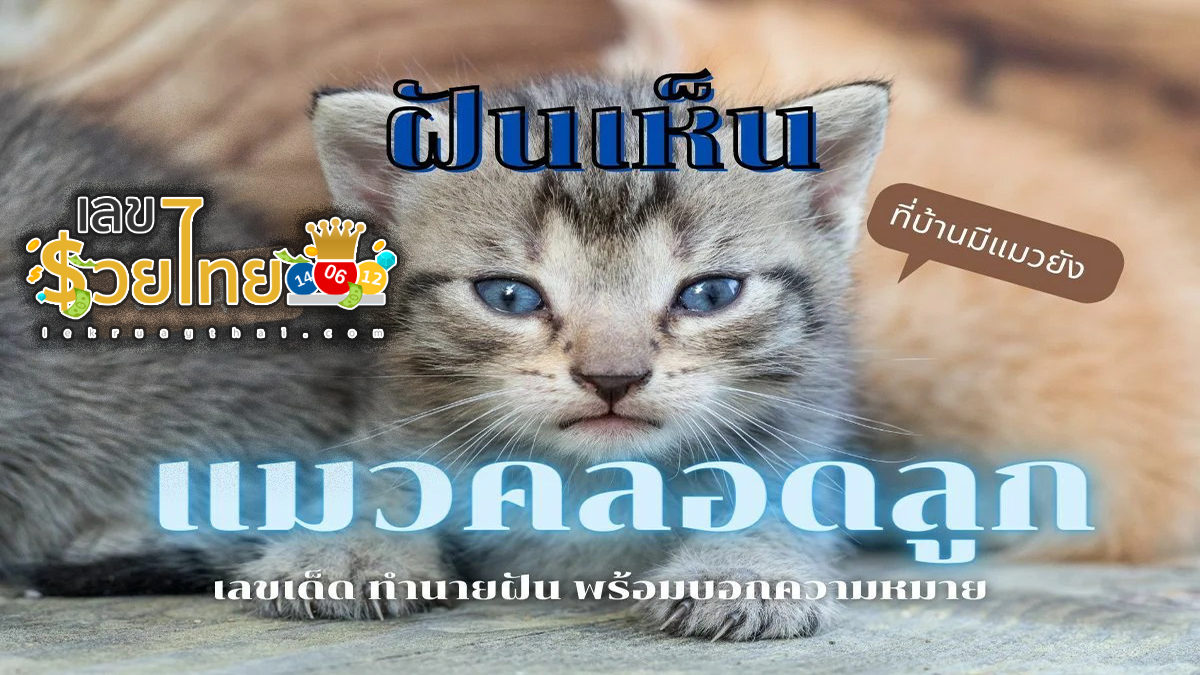 ฝันเห็นแมวคลอดลูก เปิดตำราทำนายฝัน ตีความหมายฝันนี้ได้อย่างไร เลขเด็ดอะไร เช็กเลย!