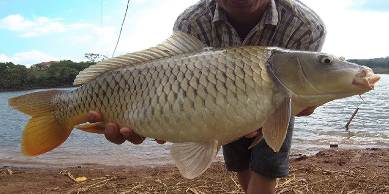 ฝันเห็นปลาเยอะแยะ-''Dream of seeing a lot of fish''