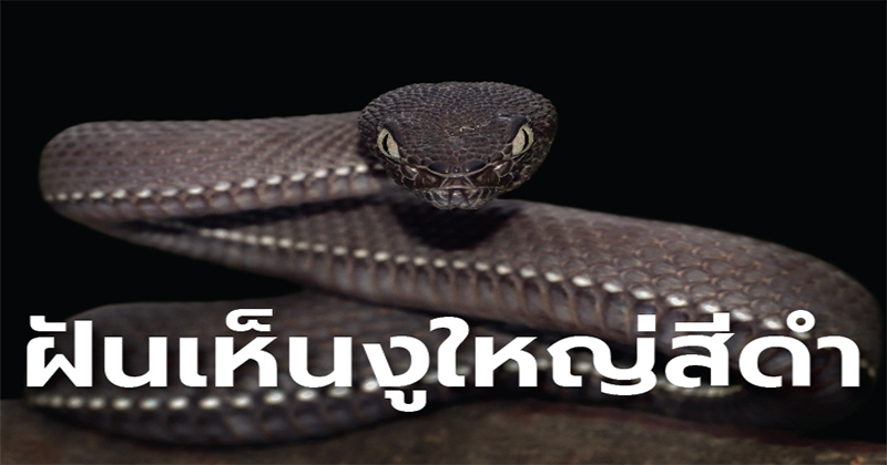 ฝันเห็นงู1ตัว-"Dream of seeing a snake"