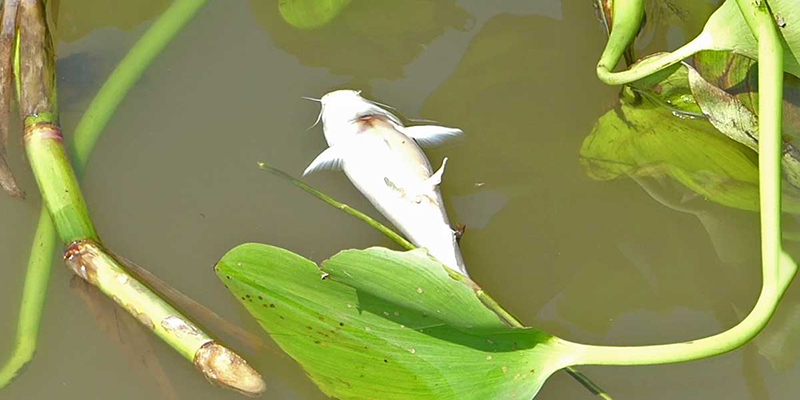 ฝันเห็นปลาตาย เลขเด็ด-''Dream of seeing dead fish lucky numbers''