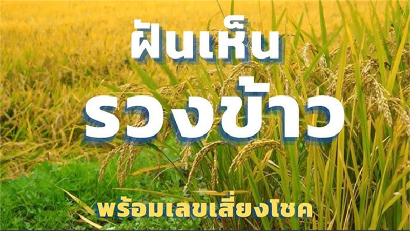 ฝันว่าได้เกี่ยวข้าวเหลืองอร่าม-"Dream of seeing ears of rice with lucky numbers"