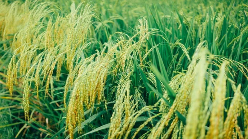 ฝันว่าได้เกี่ยวข้าวเหลืองอร่าม-"Dream of seeing ears of rice"