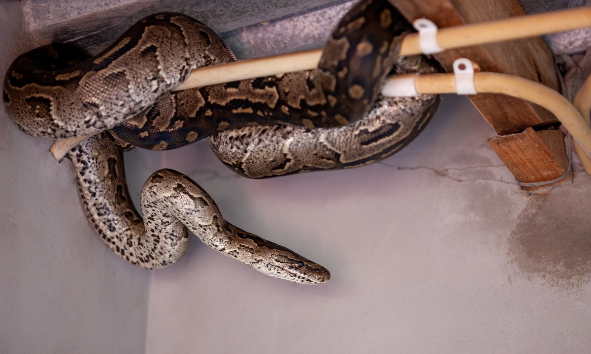 ฝันว่างูใหญ่รัด ลำตัว-"Dream that a big snake squeezes your body"