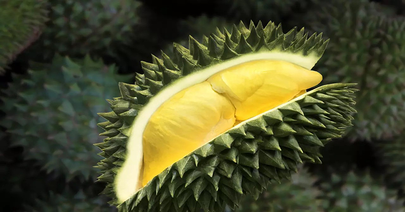 ฝันว่าได้ทุเรียน1ลูก - "Dreamed of getting - 1 durian."