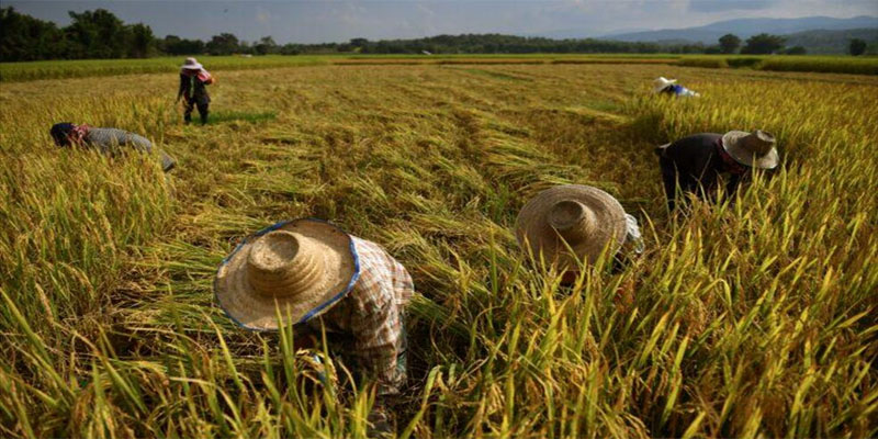 ฝันว่าได้เกี่ยวข้าวกับเพื่อน-"dreamed-of-harvesting-rice-with-friends"