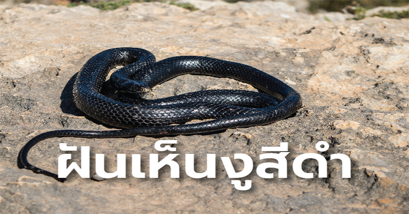ฝันเห็นงูตัวใหญ่สีดํา 1 ตัว-"Dreamed of seeing a large black snake"