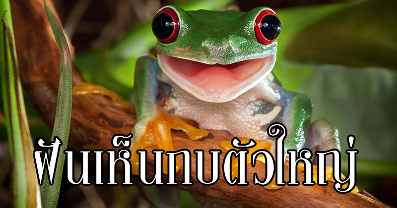 ฝันเห็นกบตัวใหญ่ -"Dream of seeing a big frog"
