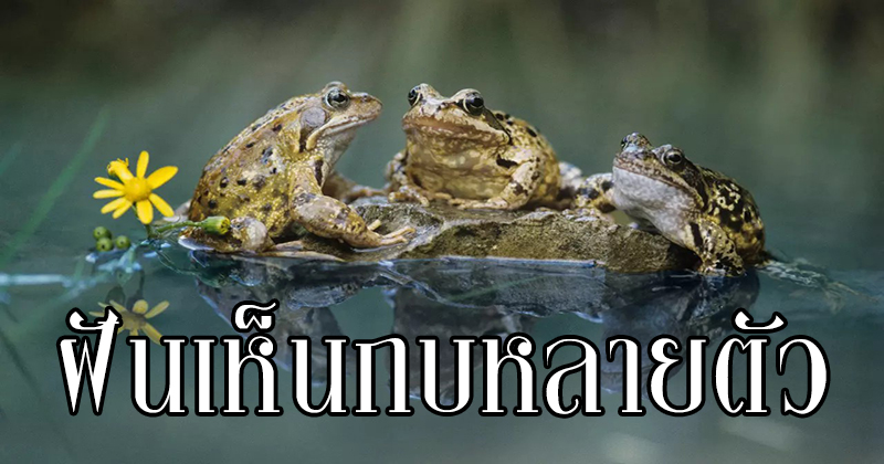 ฝันเห็นกบตัวใหญ่หลายตัว -"Dreamed of seeing many big frogs"