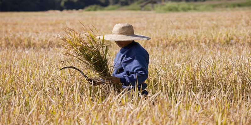 ฝันว่าได้เกี่ยวข้าว เลขเด็ด-"Dreaming about harvesting rice, lucky numbers"