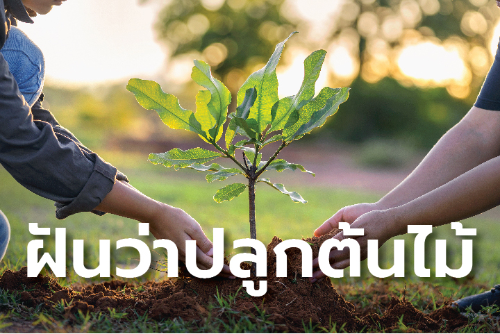 ฝันว่าปลูกต้นไม้ต้นใหญ่-"Dreaming of planting a big tree"