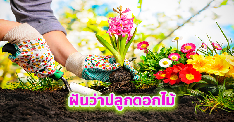 ฝันว่าปลูกดอกไม้-"Dreaming of planting flowers"