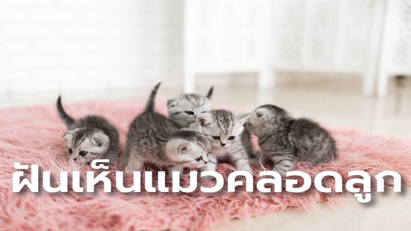 ฝันเห็นแมวคลอดลูก - "Dreaming of a cat giving birth, lucky number."