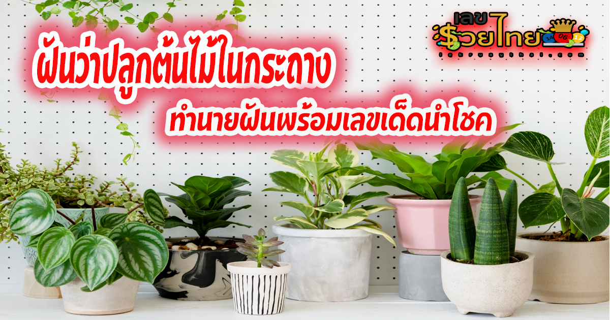 ฝันว่าปลูกต้นไม้ในกระถาง ฝันเห็นต้นไม้ หมายถึงอะไร? พร้อมเลขเด็ดนำโชค