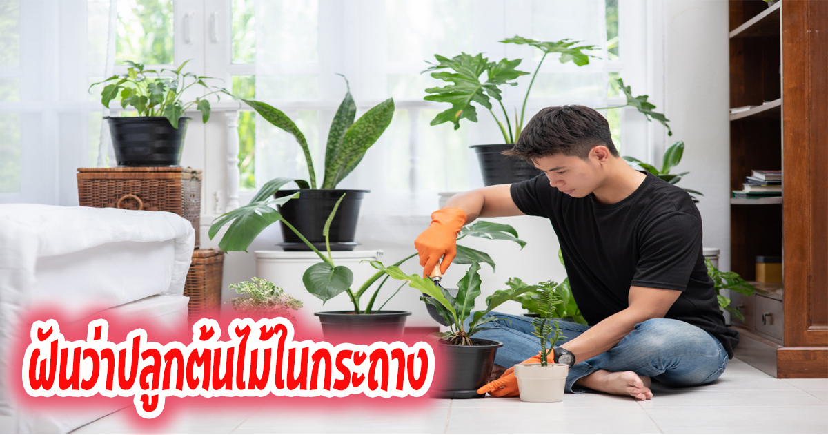 ฝันว่าปลูกต้นไม้ในกระถาง-"Dreaming of planting trees"